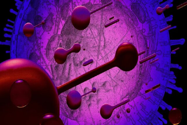 پاسخ معمای «مرغ یا تخممرغ» پیدا شد