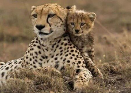 انصاری: تأمین طعمه و ایمن‌سازی جاده‌ها اولویت نجات یوز ایرانی است