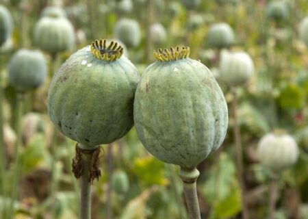 کشت خشخاش طبق قانون مطلقاً ممنوع است