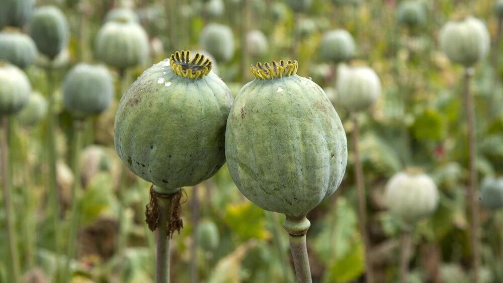 کشت خشخاش طبق قانون مطلقاً ممنوع است