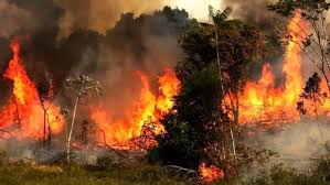 آتش‌سوزی جنگل‌های هیرکانی تهدیدی برای میراث طبیعی جهانی است