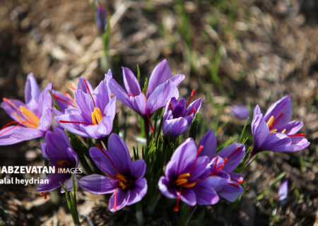 برداشت طلای سرخ از مزرعه باغ فدک منطقه نمونه گردشگری آبشار شاهلولاک