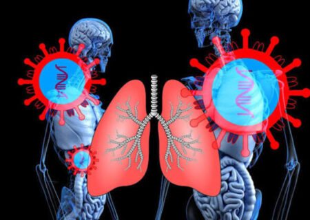 ریه‌های کوچکی که آزمایش درمان‌های سرطان را امکان‌پذیر می‌کنند