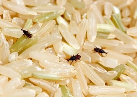 چگونه از شرّ «سوسک برنج» خلاص شویم؟