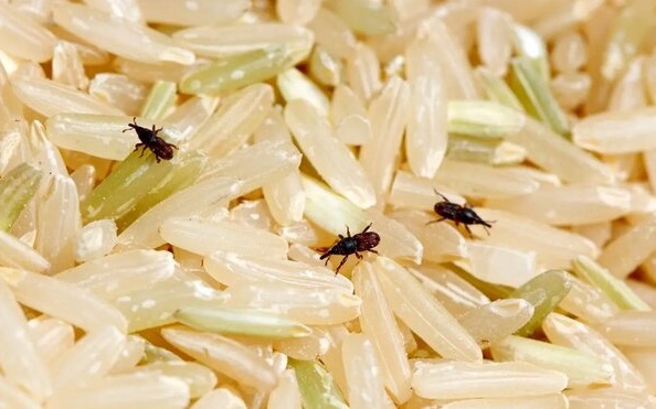 چگونه از شرّ «سوسک برنج» خلاص شویم؟