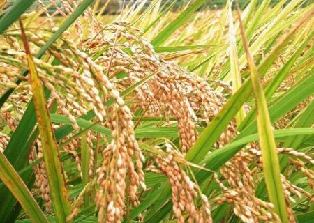 راه‌هایی برای کاهش آلودگی برنج به آرسنیک
