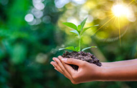 کاظمی: ۳ میلیون اصله نهال تا پایان سال در اصفهان توزیع می‌شود