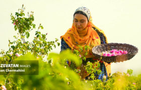از مزرعه گل محمدی تا عطر دل‌انگیز گلاب