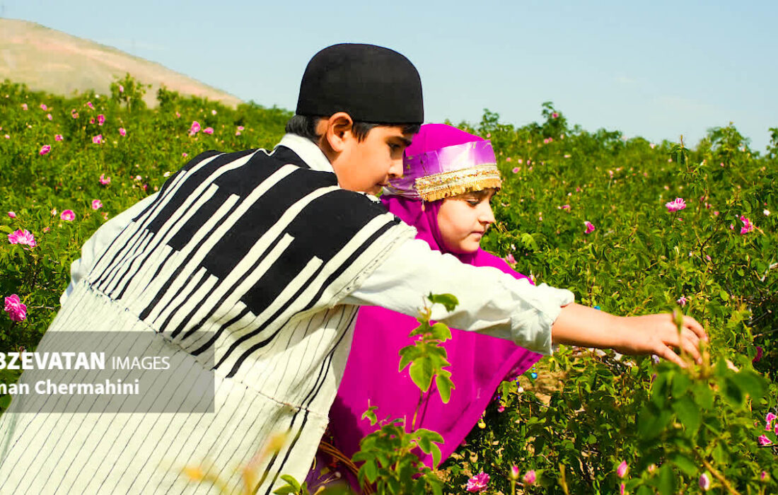 جشنواره گلابگیری چرمهین با عطر هویت و طعم توسعه