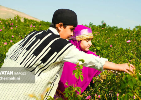 جشنواره گلاب‌گیری چرمهین با عطر هویت و طعم توسعه