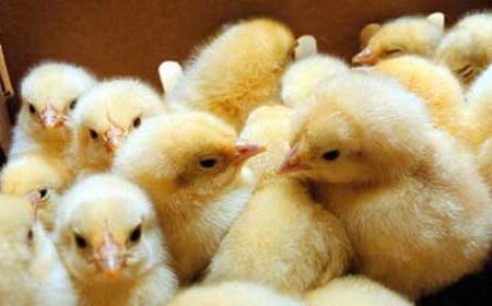 دلایل افزایش قیمت جوجه یک روزه/ پیشنهاداتی برای بهبود شرایط تولید