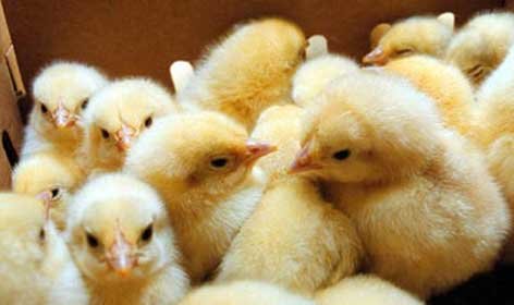 دلایل افزایش قیمت جوجه یک روزه/ پیشنهاداتی برای بهبود شرایط تولید