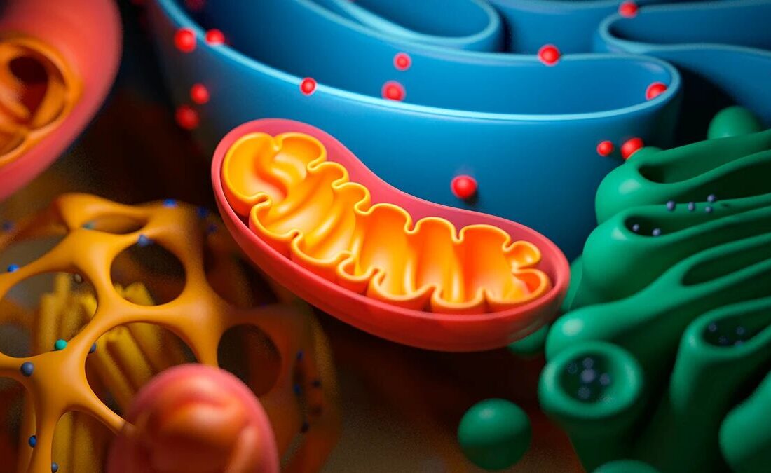 کشف کلید جوانسازی سلول‌ها در یک ماده غذایی
