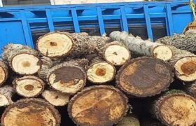 کشف ۲.۵ تن چوب قاچاق «تاغ» در اصفهان