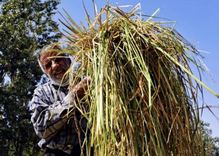 برداشت برنج از ۲ هزار هکتار شالیزارهای لنجان آغاز شد