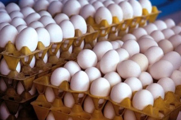 مدیرکل دفتر طیور وزارت جهاد کشاورزی: کشور ظرفیت تولید ۲.۵ میلیون تن تخم مرغ را دارد