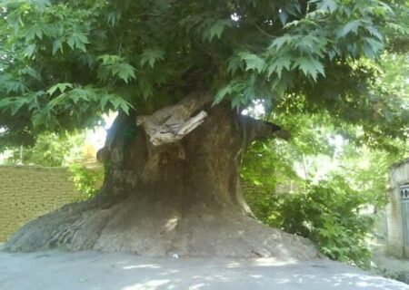 هشدار پژوهشگران درباره وضعیت درختان کهنسال ثبت‌شده